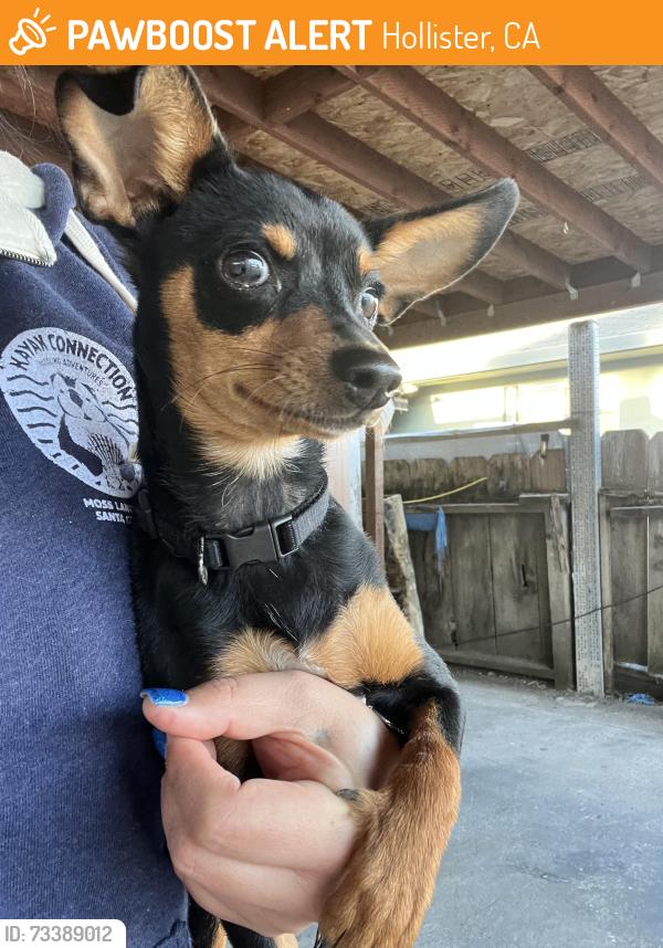 Found/Stray Male Dog last seen Buena Vista, Hollister, CA 95023