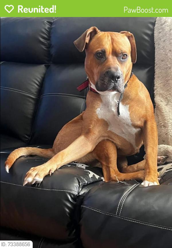 Reunited Female Dog last seen Martin Luther King School, Trenton, NJ 08638