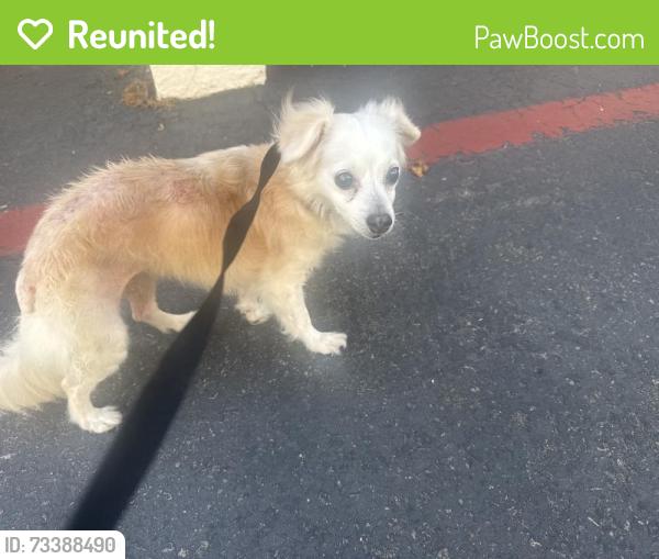 Reunited Female Dog last seen Eagles landing, Oceanside, CA 92058