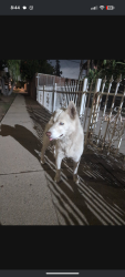 Found/Stray Male Dog last seen 120th & McKinley, Los Angeles, CA 90059