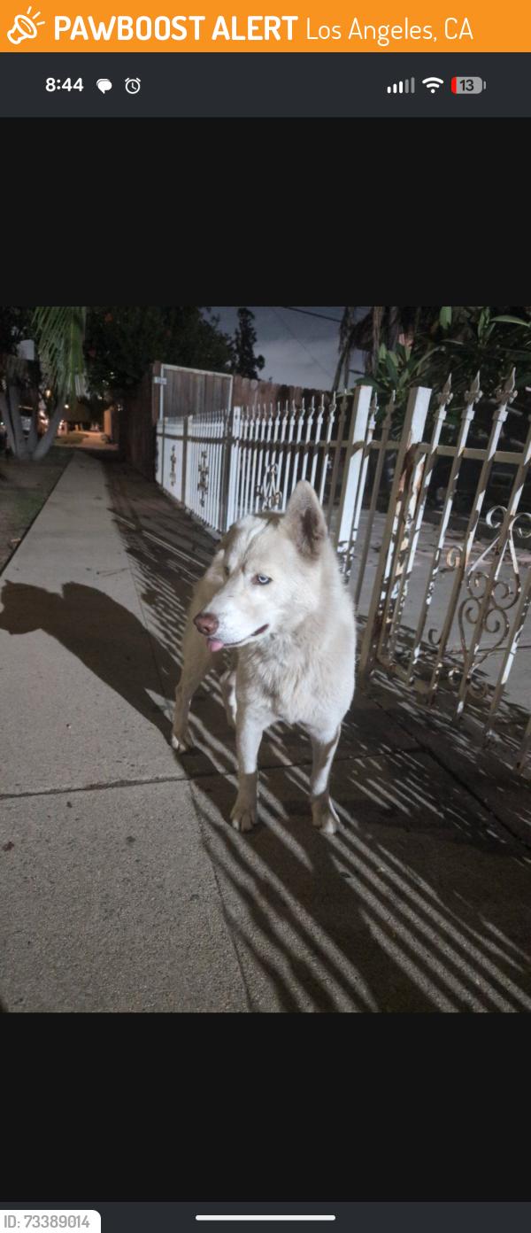Found/Stray Male Dog last seen 120th & McKinley, Los Angeles, CA 90059