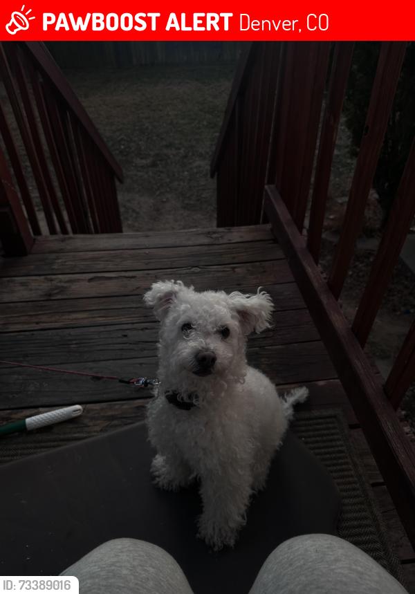 Lost Male Dog last seen Montbello park, Denver, CO 80239