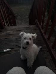 Lost Male Dog last seen Montbello park, Denver, CO 80239