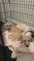 Found/Stray Male Dog last seen Neighborhood behind 24th and Baseline Rd, Phoenix, AZ 85042