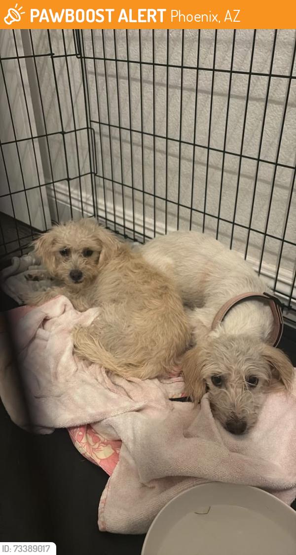 Found/Stray Male Dog last seen Neighborhood behind 24th and Baseline Rd, Phoenix, AZ 85042