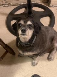 Lost Male Dog last seen Behind SG police station area, South Gate, CA 90280