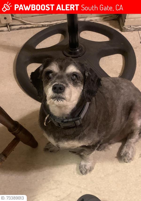 Lost Male Dog last seen Behind SG police station area, South Gate, CA 90280