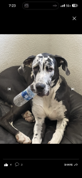 Reunited Female Dog last seen University prep school on Seneca and amethyst, Victorville, CA 92394