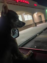 Lost Female Dog last seen Compton walmart, Compton, CA 90220