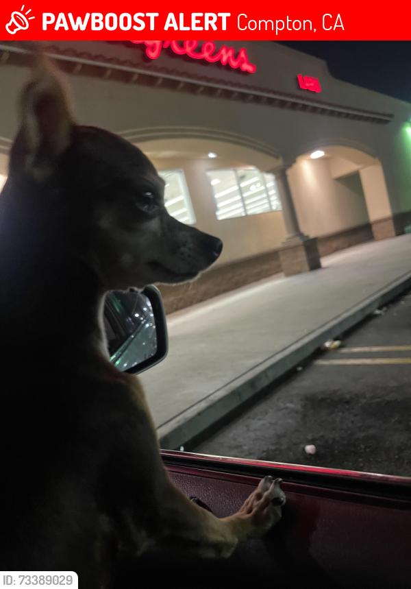 Lost Female Dog last seen Compton walmart, Compton, CA 90220