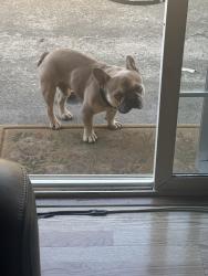 Reunited Male Dog last seen Princeton Avenue, Vallejo, CA 94589
