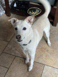 Lost Male Dog last seen Pintail and Eldgridge, Vacaville, CA 95688