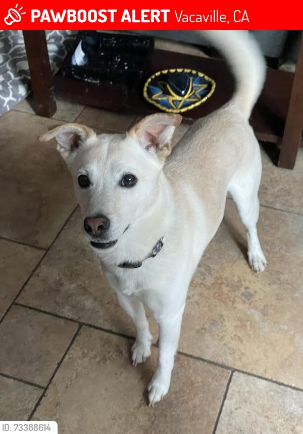 Lost Male Dog last seen Pintail and Eldgridge, Vacaville, CA 95688