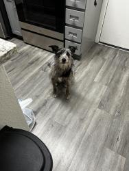 Reunited Male Dog last seen 83rd Ave and Indian Scool Rd, Phoenix, AZ 85033