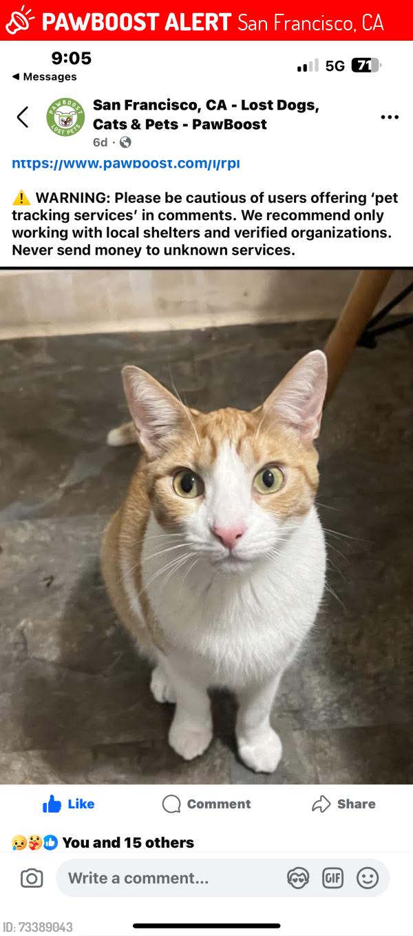 Lost Male Cat last seen Fulton, San Francisco, CA 94121