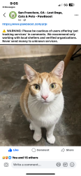 Lost Male Cat last seen Fulton, San Francisco, CA 94121