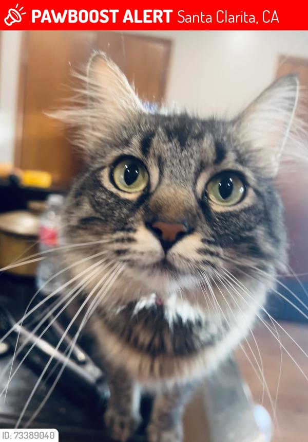 Lost Female Cat last seen Canyon Crest apmts, Santa Clarita, CA 91321