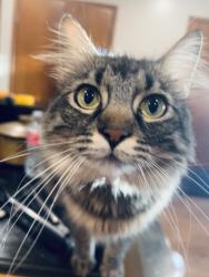 Lost Female Cat last seen Canyon Crest apmts, Santa Clarita, CA 91321
