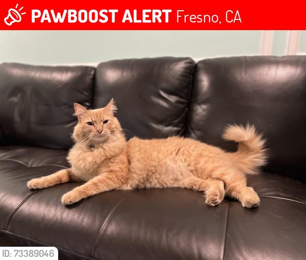 Lost Male Cat last seen Ashland and Chestnut, Fresno, CA 93726