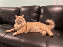 Lost Male Cat last seen Ashland and Chestnut, Fresno, CA 93726