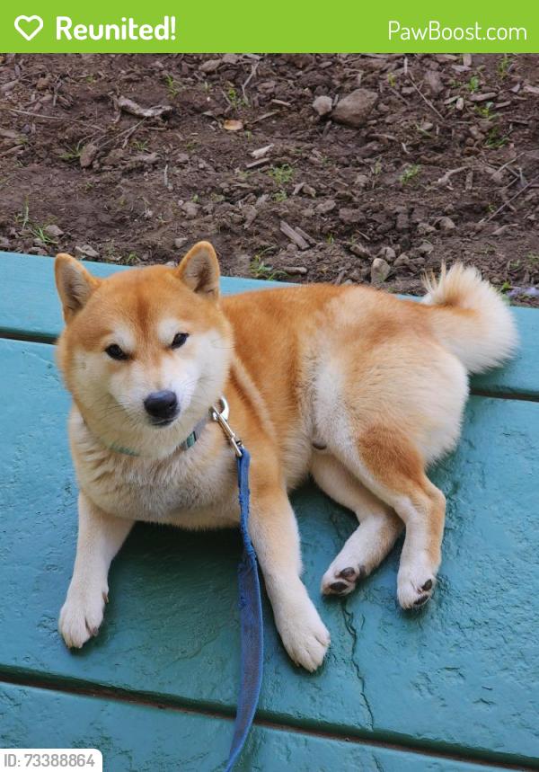 Reunited Male Dog last seen E California Blvd & Carroll Way, Pasadena, CA 91107
