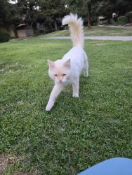 Found/Stray Male Cat last seen Fresno Street and browning, Fresno, CA 93710
