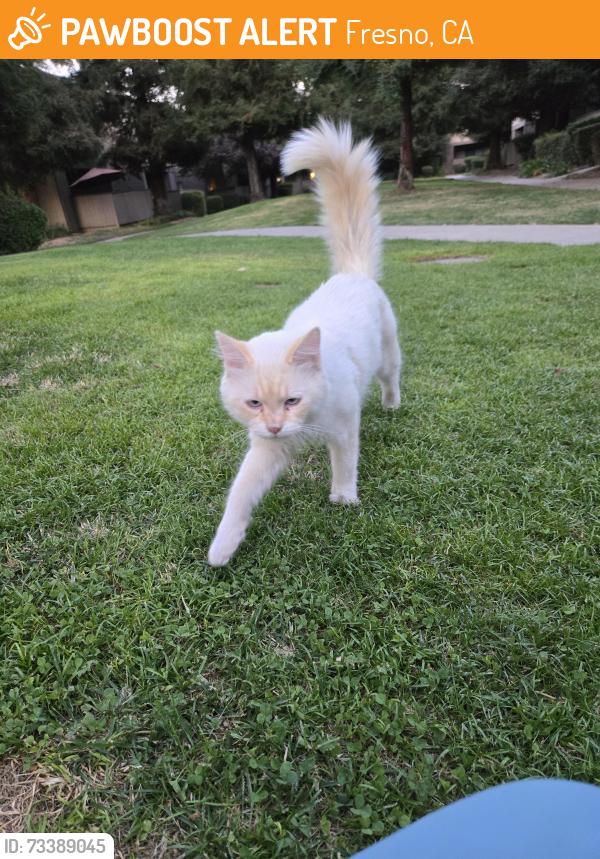 Found/Stray Male Cat last seen Fresno Street and browning, Fresno, CA 93710