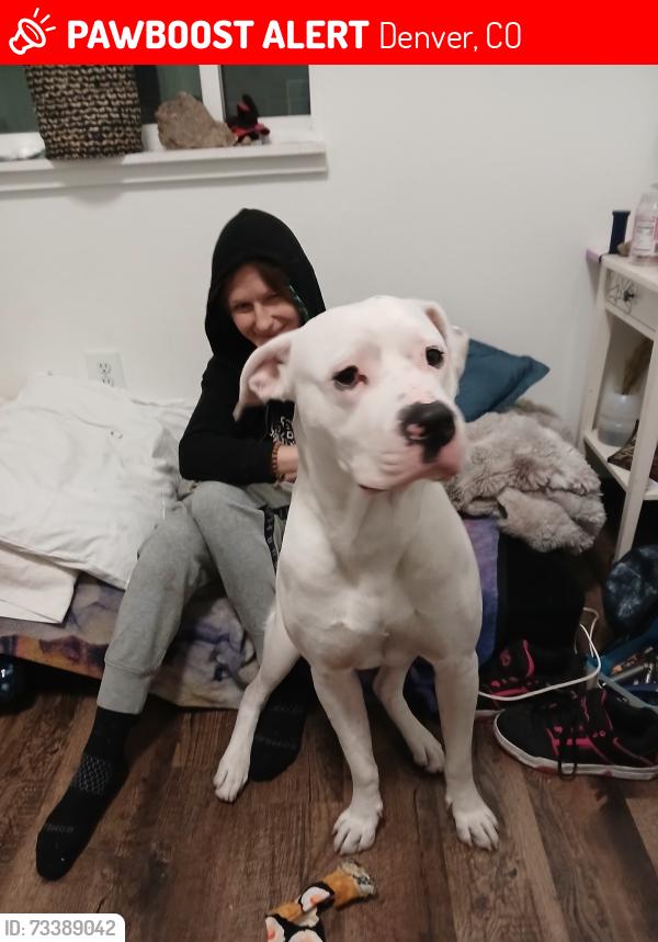 Lost Male Dog last seen 22nd & Stout St., Denver, CO 80205