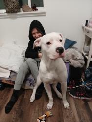 Lost Male Dog last seen 22nd & Stout St., Denver, CO 80205