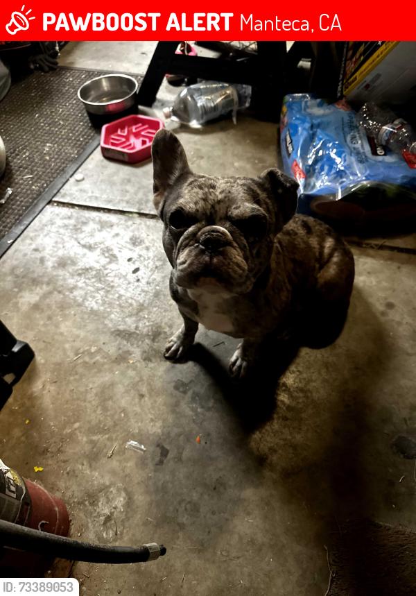 Lost Female Dog last seen N Fremont ave, Manteca, CA 95336