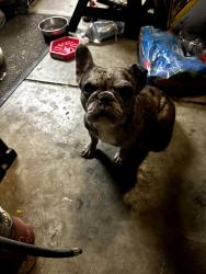 Lost Female Dog last seen N Fremont ave, Manteca, CA 95336