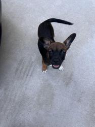 Lost Female Dog last seen Kirby Street and Esplanade Ave, San Jacinto, CA 92582