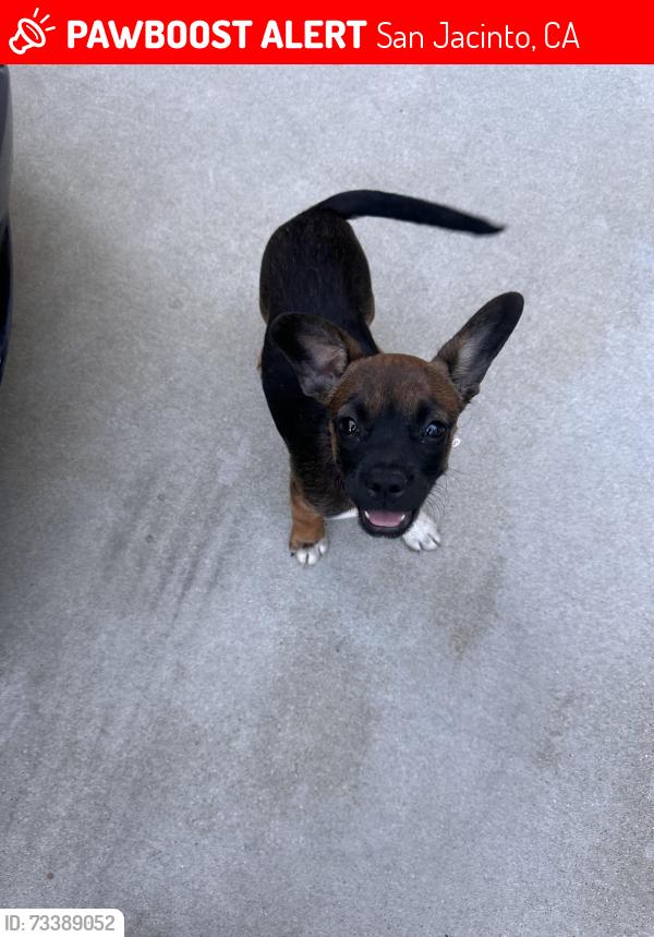 Lost Female Dog last seen Kirby Street and Esplanade Ave, San Jacinto, CA 92582