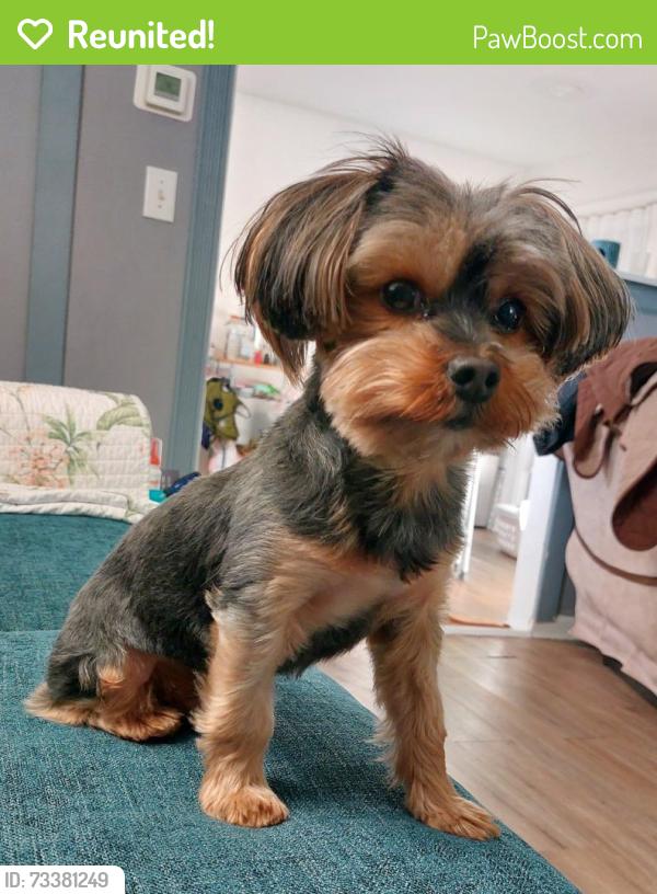 Reunited Male Dog last seen Ramona Street, 28208 Charlotte NC, Charlotte, NC 28208