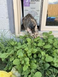 Found/Stray Female Cat last seen 67th ave & Indian School Rd, Phoenix, AZ 85033