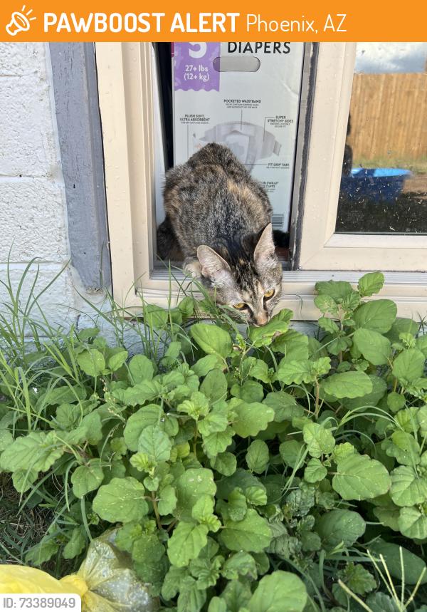Found/Stray Female Cat last seen 67th ave & Indian School Rd, Phoenix, AZ 85033