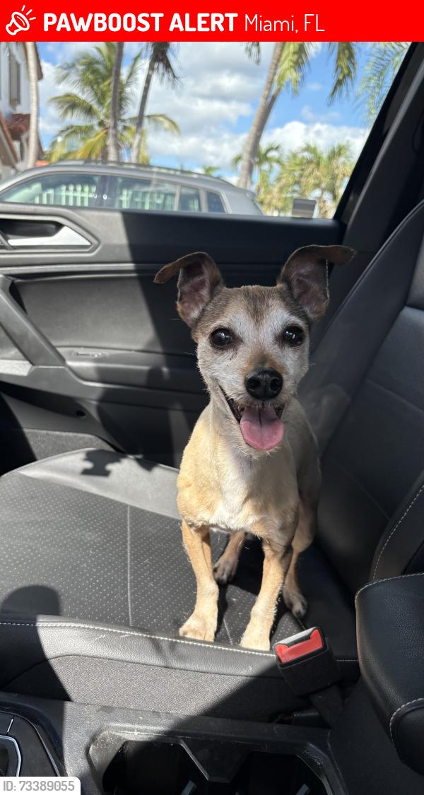 Lost Male Dog last seen The crossings, Miami, FL 33186