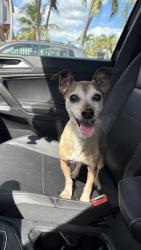 Lost Male Dog last seen The crossings, Miami, FL 33186