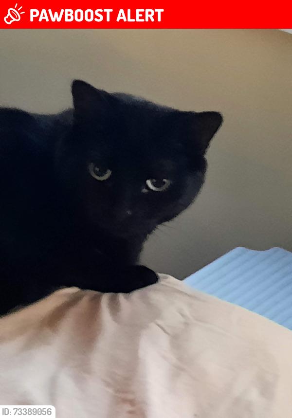 Lost Female Cat last seen Near, Mississauga, ON L5N 5K9