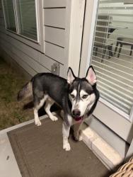 Found/Stray Male Dog last seen Walnut Creek Metropark, Austin, TX 78758
