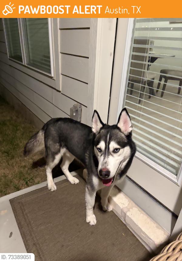 Found/Stray Male Dog last seen Walnut Creek Metropark, Austin, TX 78758