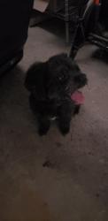Found/Stray Male Dog last seen Landmark, Church, Marietta, GA 30060