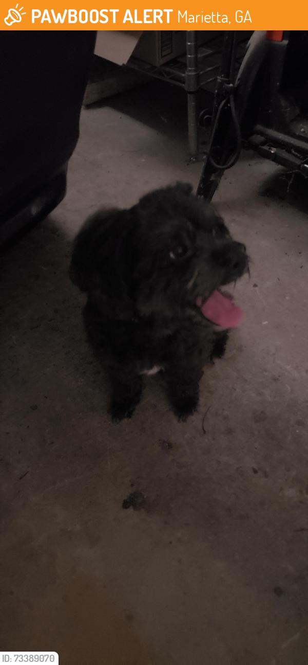 Found/Stray Male Dog last seen Landmark, Church, Marietta, GA 30060