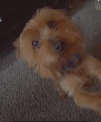 Lost Male Dog last seen Ecorse, Ecorse, MI 48229
