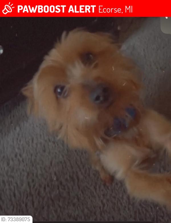 Lost Male Dog last seen Ecorse, Ecorse, MI 48229