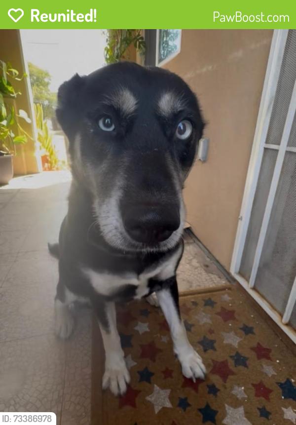Reunited Female Dog last seen Linda Vista Rd & Ulric St, San Diego, CA 92111
