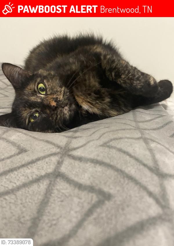 Lost Female Cat last seen Bridlewood Ln and Old Hickory Blvd, Brentwood, TN 37027