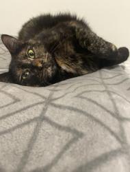 Lost Female Cat last seen Bridlewood Ln and Old Hickory Blvd, Brentwood, TN 37027