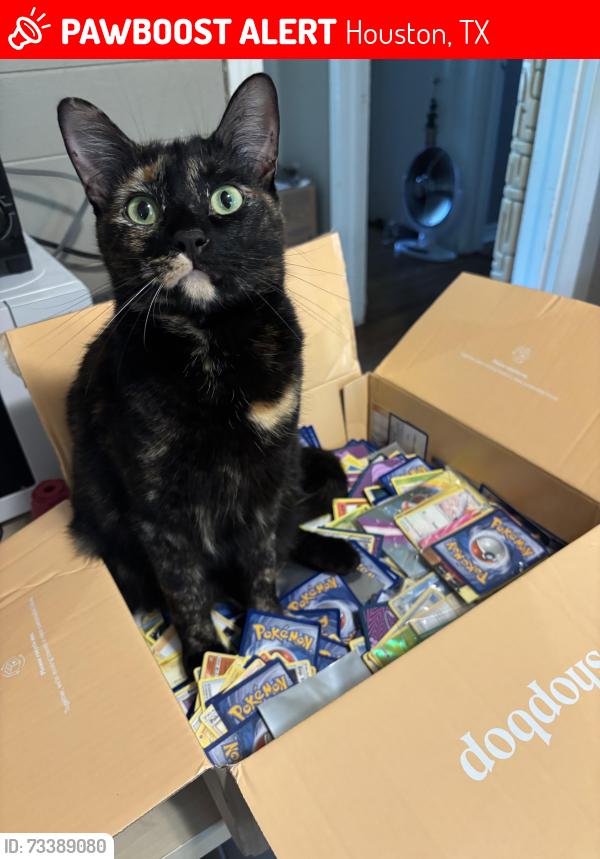 Lost Female Cat last seen Hartsfield Elementary, Houston, TX 77021