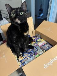Lost Female Cat last seen Hartsfield Elementary, Houston, TX 77021